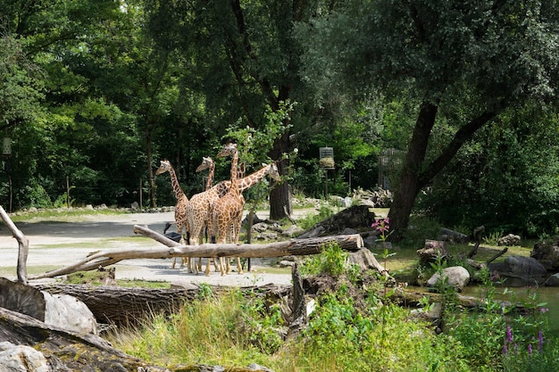 Foto giraffe in het bos