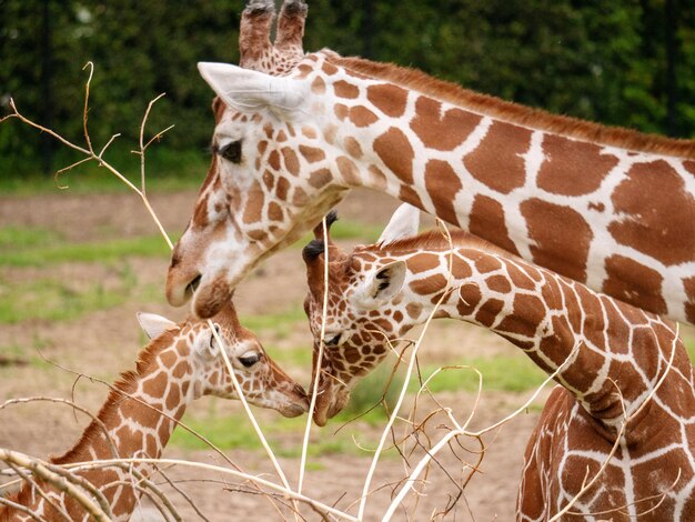 写真 動物園のジラフ