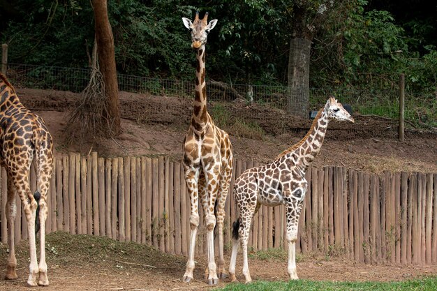 The giraffe is an African artiodactyl mammal the tallest living land animal