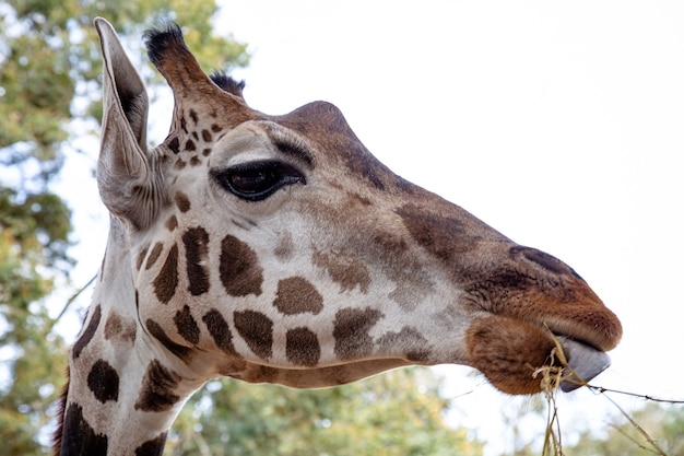 The giraffe is an African artiodactyl mammal the tallest living land animal