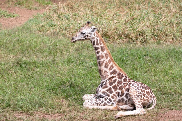 La giraffa è un mammifero artiodattilo africano, l'animale terrestre vivente più alto