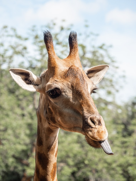 La giraffa è l'animale più alto