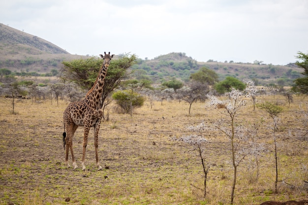 キリンが立っている、サファリにケニア