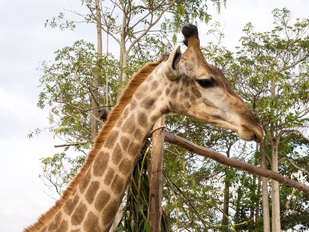 キリンは一番背の高い動物です