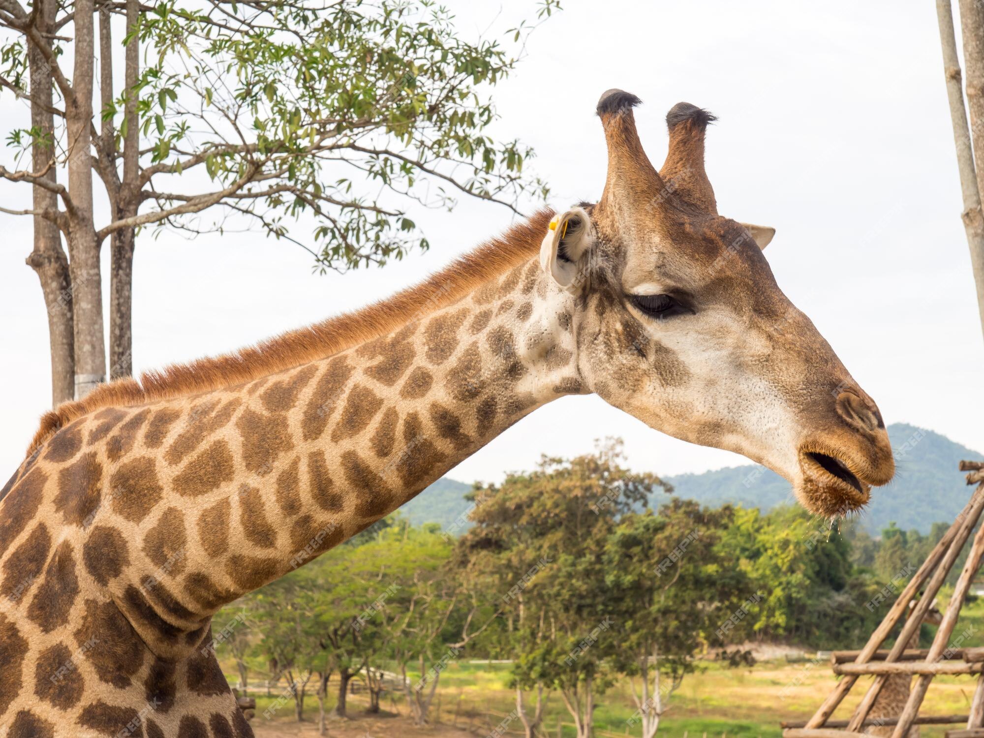Premium Photo | Giraffe is the tallest animal Premium Photo | Giraffe is the tallest animal