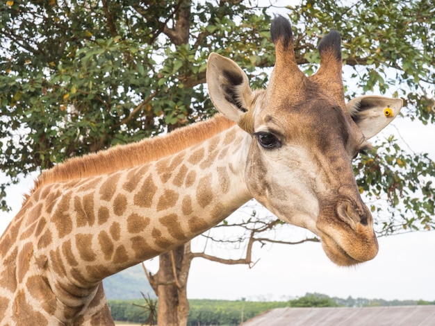 Giraffe is the tallest animal