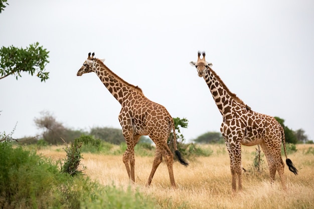 Giraffe is walking between the bush in the scenery of the savannah