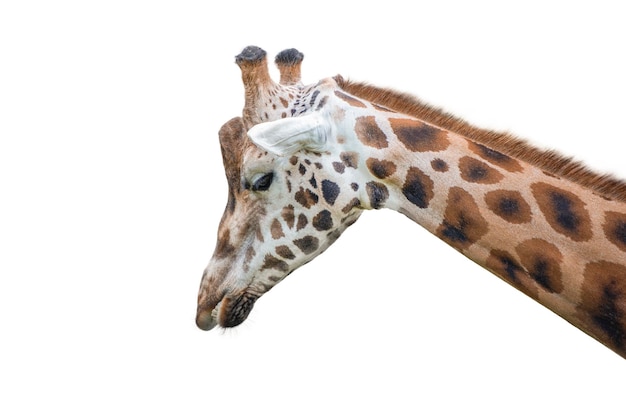 Giraffa isolata su sfondo bianco primo piano di una testa di giraffe