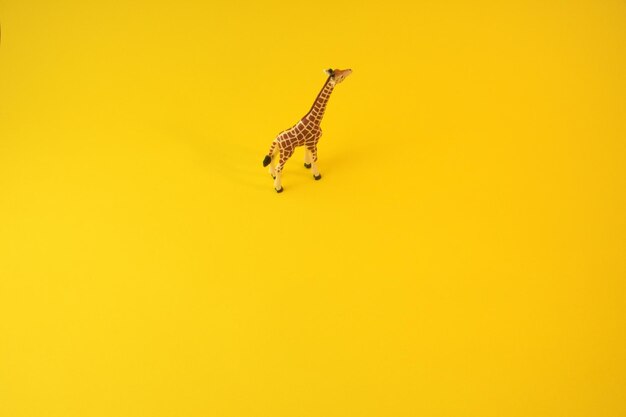 Giraffe isolated on yellow background Concept image front view Wild giraffe looking forward in camera