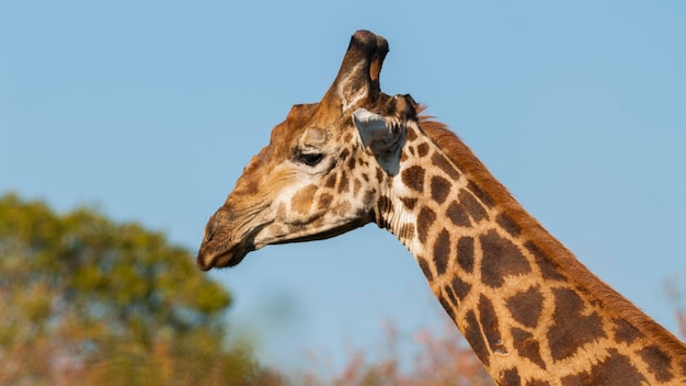 Giraffe Kruger National Park South Africa