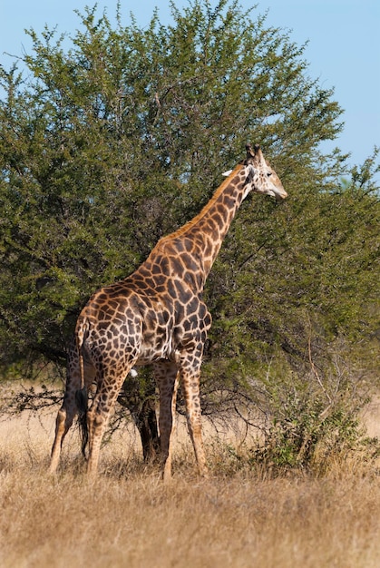 Giraffe Kruger National Park South Africa