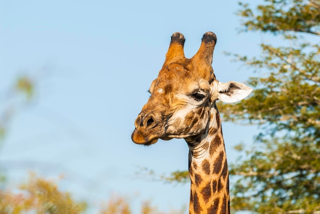 Giraffe Kruger National Park South Africa