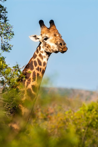 Giraffe Kruger National Park South Africa