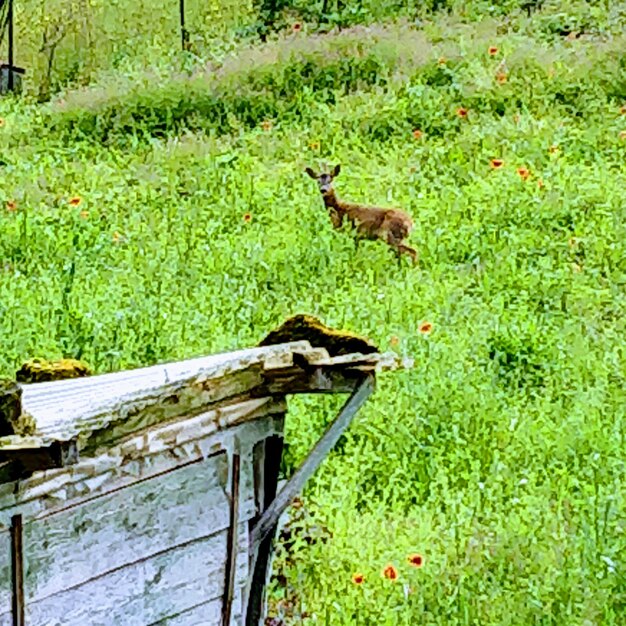 Giraffe on land