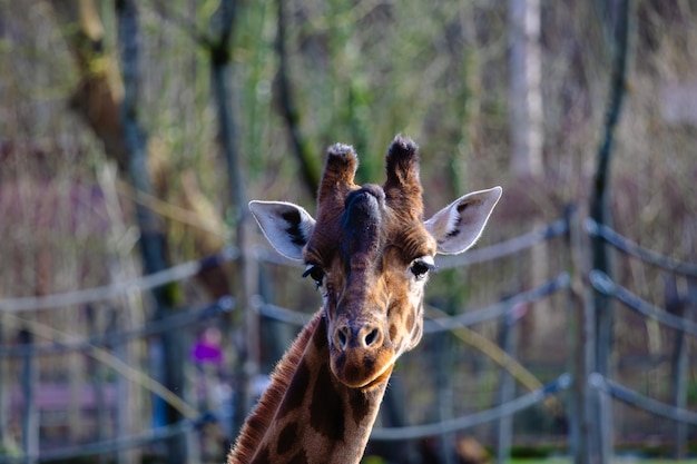 A giraffe looking at the camera