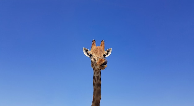 Foto giraffe met tong die uithangt met blauwe lucht als achtergrondkleur giraffe hoofd en gezicht tegen