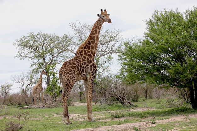 Giraffa nel mezzo della savana