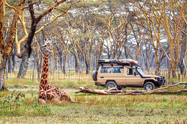 Photo giraffe near safari car in national park, kenya. safari concept.