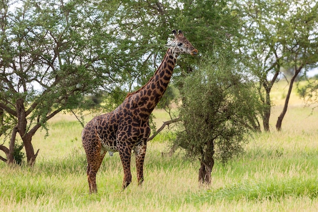 Giraffe near the tree Taita Hills Wildlife Sanctuary Kenya