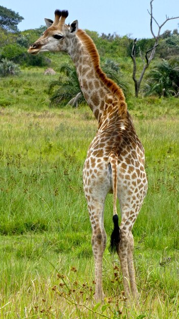 Foto giraffe op het veld