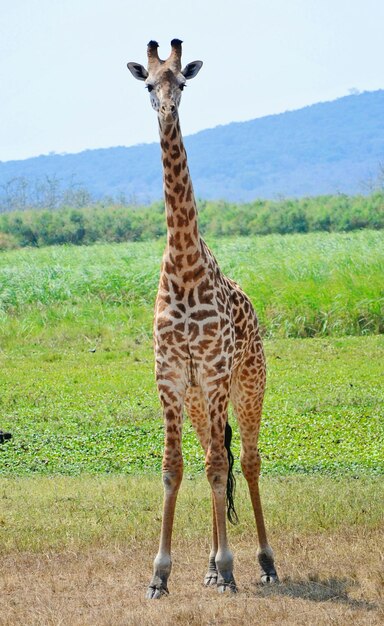 Foto giraffe in pianura