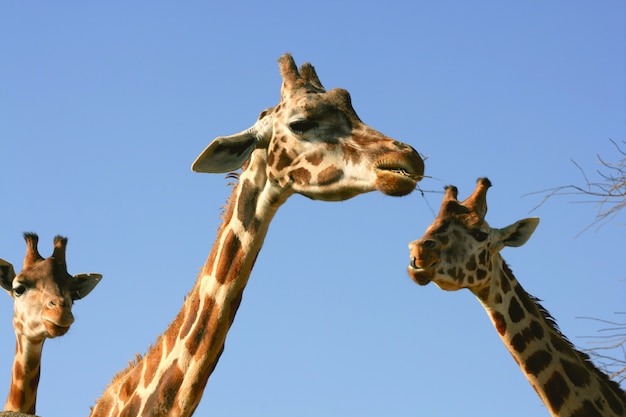 Ritratto, testa e collo della giraffa sopra cielo blu