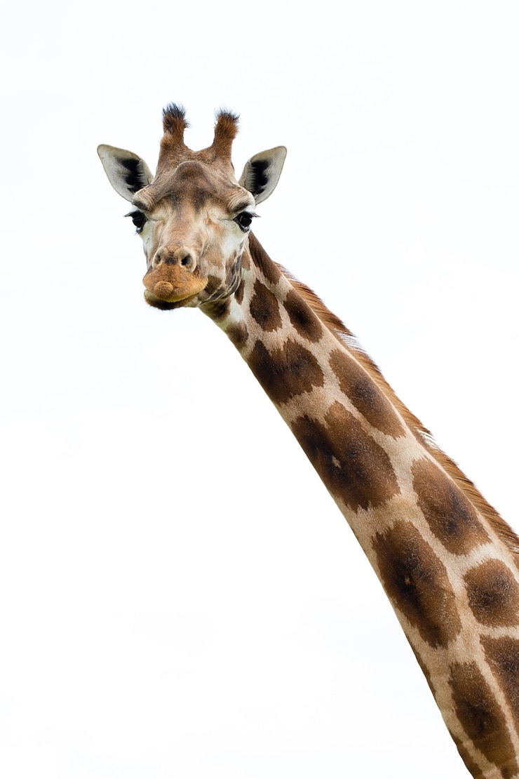 Foto giraffe portret wilde dierentuin. close-up shot.