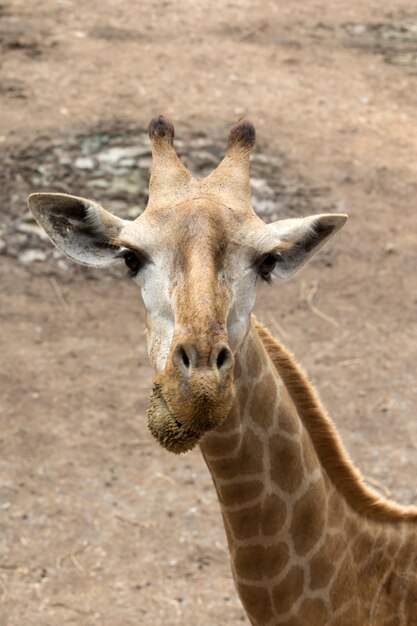 Giraffe portret