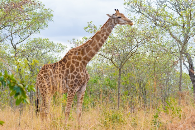 Profilo della giraffa nella boscaglia