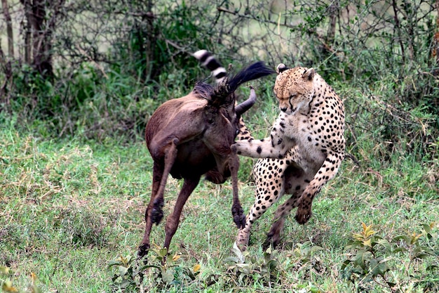 Photo giraffe running on land