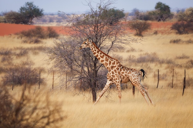 キリンがカラハリ砂漠ナミビアを駆け抜ける