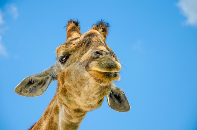 Giraffe's head in close-up against the sky.