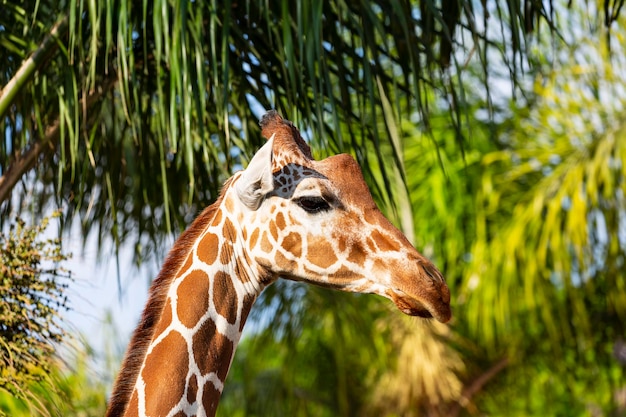 Giraffe's hoofd te midden van groen gebladerte giraf kijkt naar bomen focus op giraf Giraf nek en hoofd kijken naar de camera Headshot van een Masai Giraffe Schattig gezicht van een wilde giraf