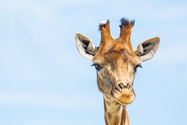 Foto giraffe's hoofdclose-up