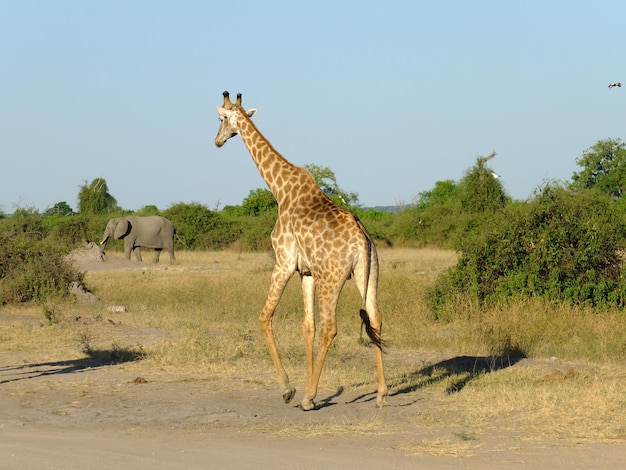 La giraffa durante il safari nel parco nazionale di chobe botswana africa