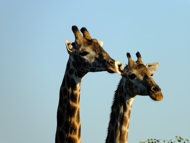 アフリカ、ボツワナのチョベ国立公園のサファリのキリン