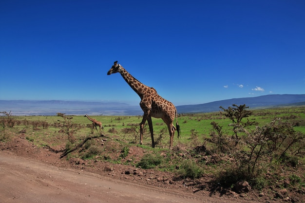 Giraffe on safari in Kenia and Tanzania, Africa