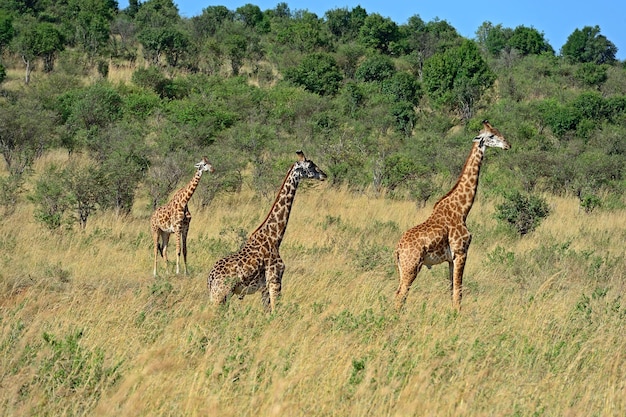 Foto giraffa nella savana parco nazionale masai mara