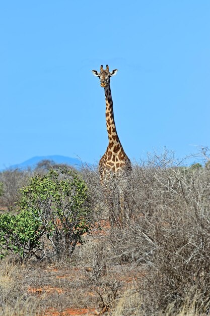 Giraffe in the savannah of Tsavo National Park in Kenya