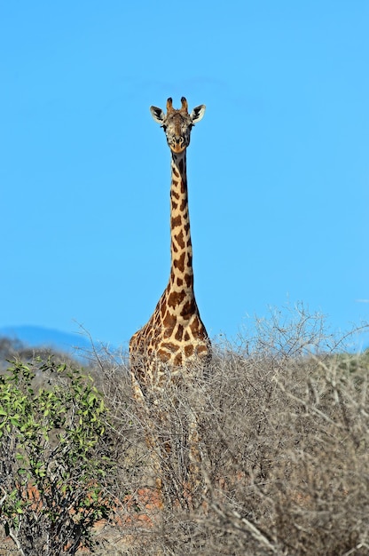 Giraffe in the savannah of Tsavo National Park in Kenya