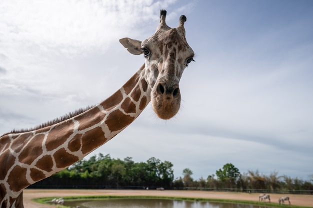 Giraffe say hello! outside bus window in safari zoo.