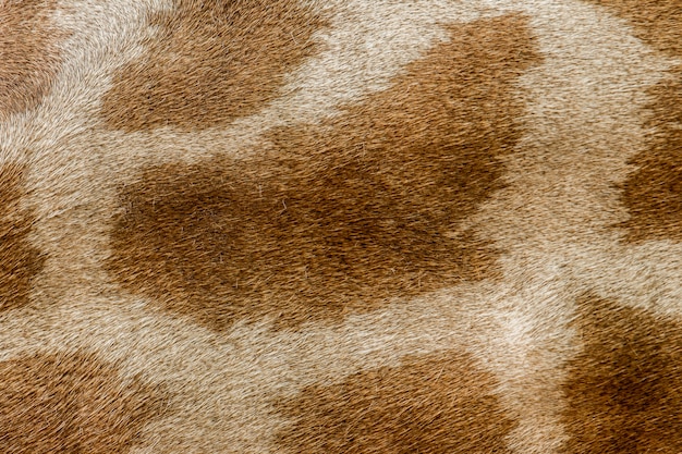 Giraffe skin pattern background