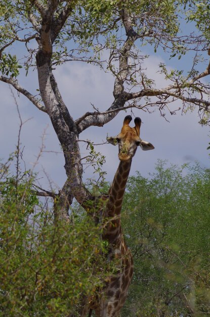 Photo giraffe standing by tree