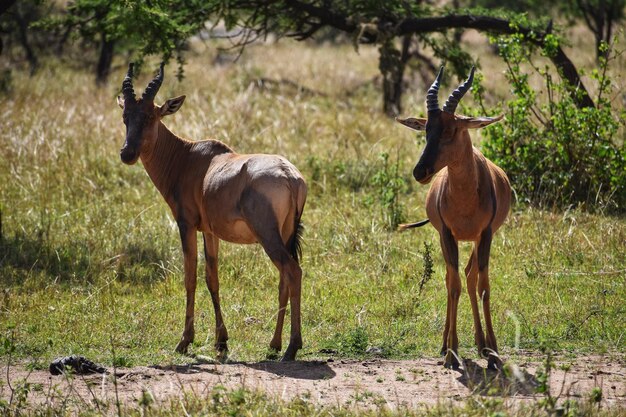 Foto giraffa in piedi sul campo