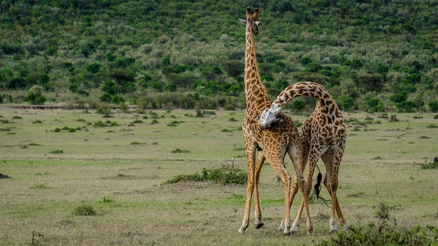 Foto giraffa in piedi sul campo