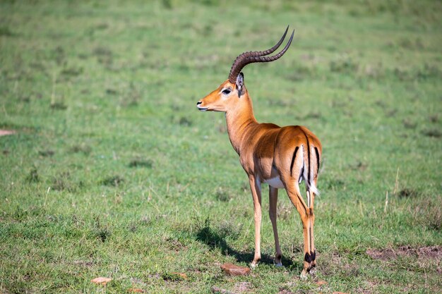 Giraffe standing on field