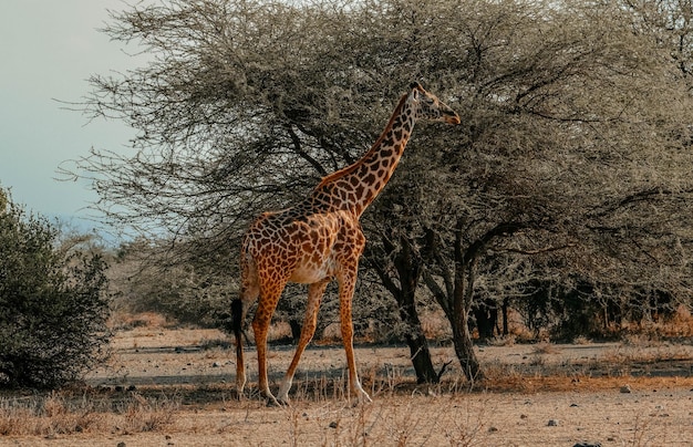 Giraffe standing on field