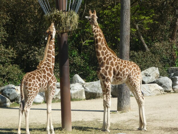 写真 動物園に立っているジラフ