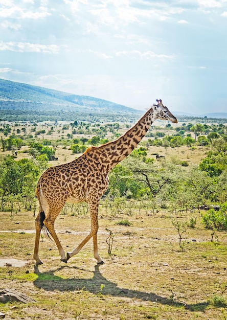 Giraffe standing on landscape against sky