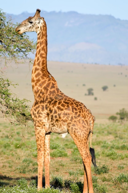 Жираф, стоящий на пейзаже напротив неба